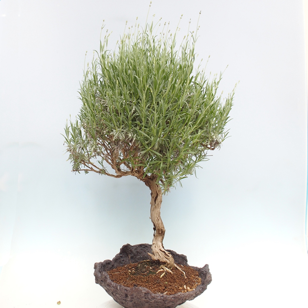 Outdoor bonsai -  - Lavandula - Lavender
