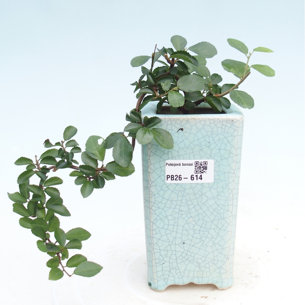 Indoor bonsai - Grewia occidentalis - Lavender Starfish