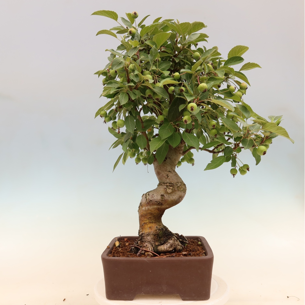 Outdoor bonsai -Malus halliana - Small-fruited apple tree