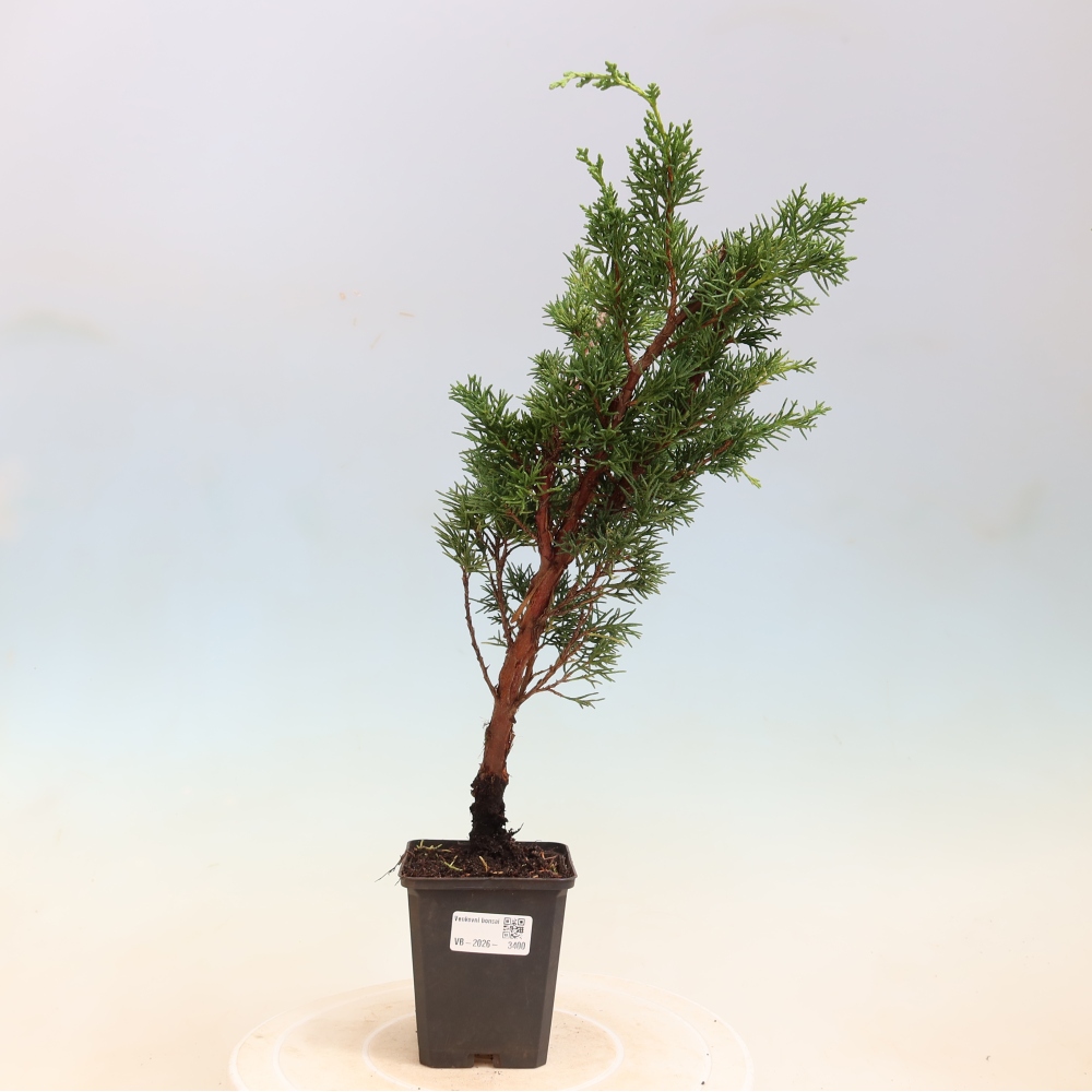 Outdoor bonsai - Juniperus chinensis Kishu