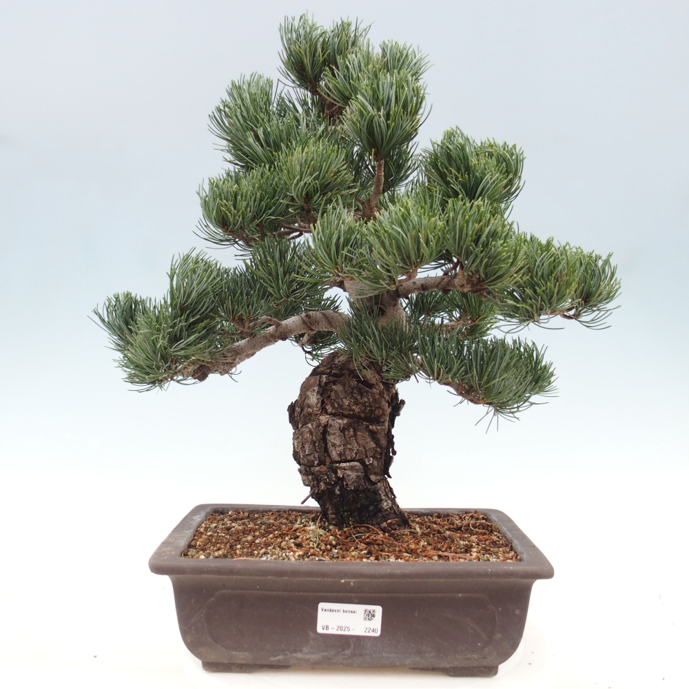 Outdoor bonsai - Pinus parviflora - Small pine tree