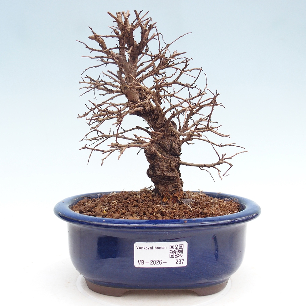 Outdoor bonsai - Zelkova - Zelkova NIRE