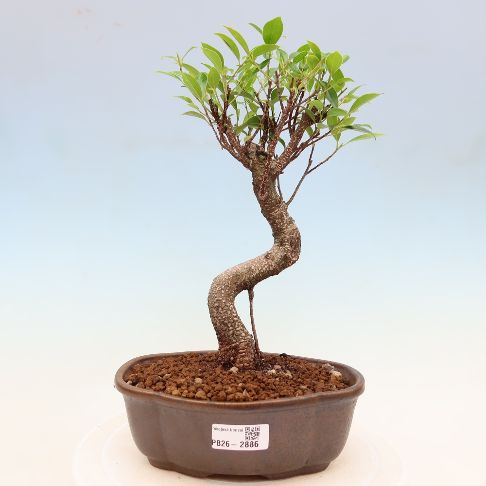 Room bonsai - Ficus kimmen - small-leaved ficus