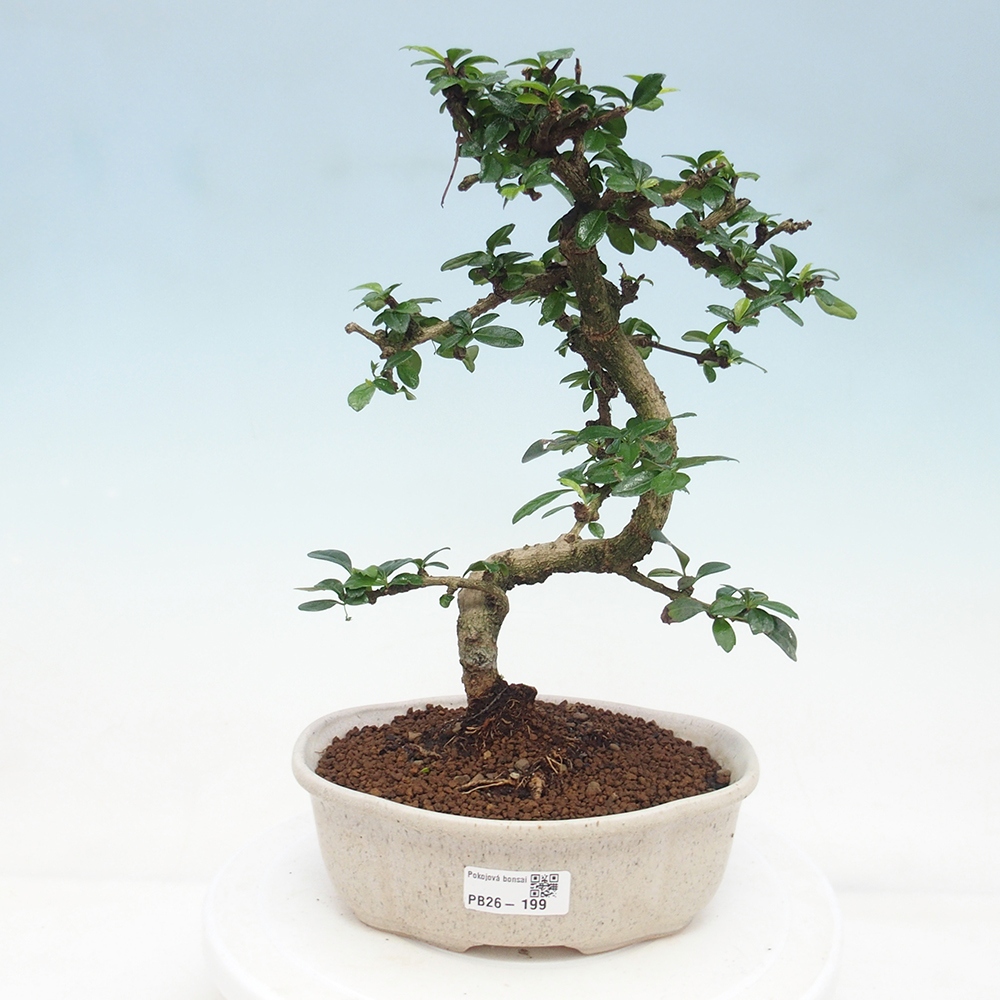Room bonsai - Carmona macrophylla - Tea fuki