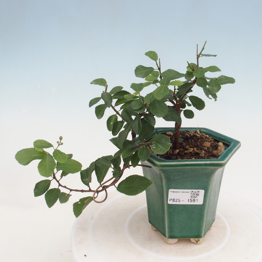 Indoor bonsai - Grewia occidentalis - Lavender star