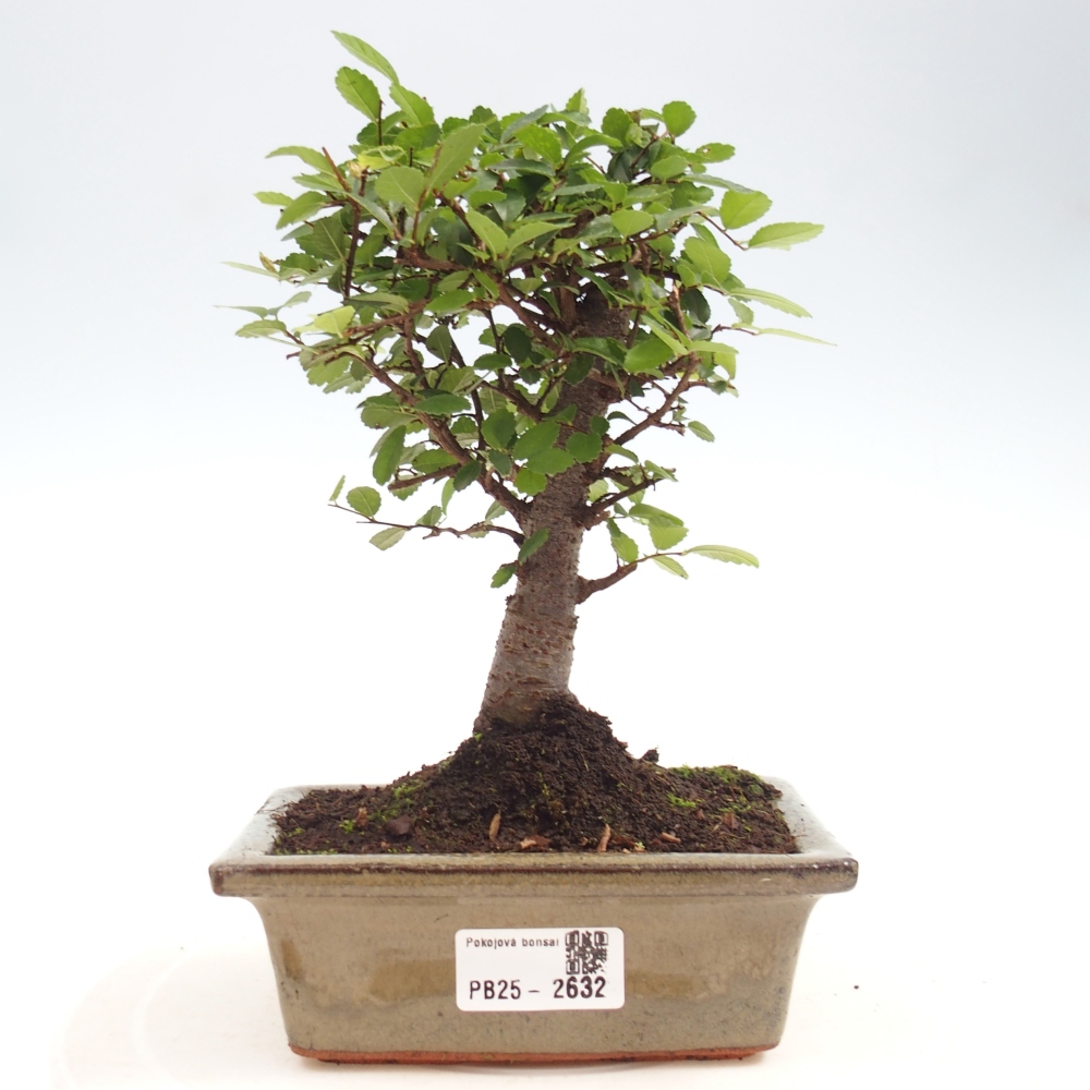 Indoor bonsai - Ulmus parvifolia - Small-leaved elm