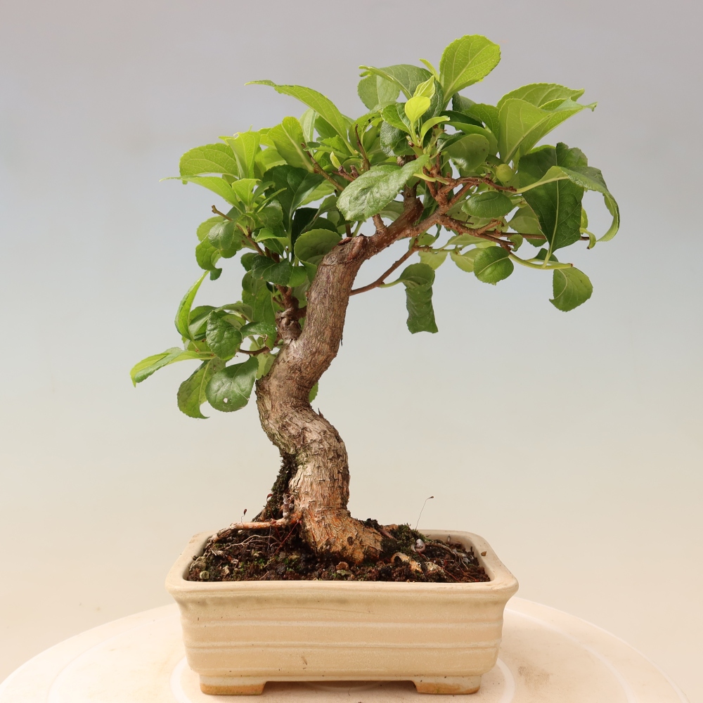 Outdoor bonsai - Celastrus orbiculatus