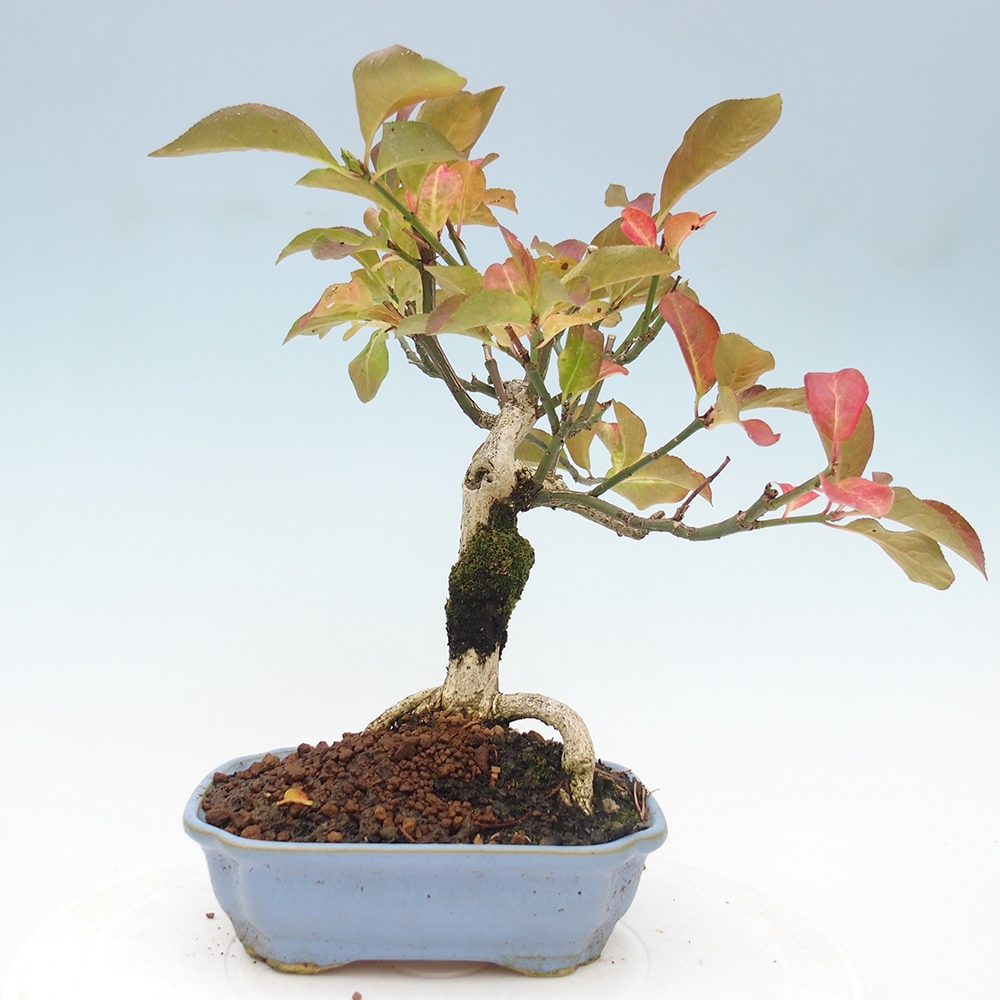 Outdoor bonsai- European elm - euonimus