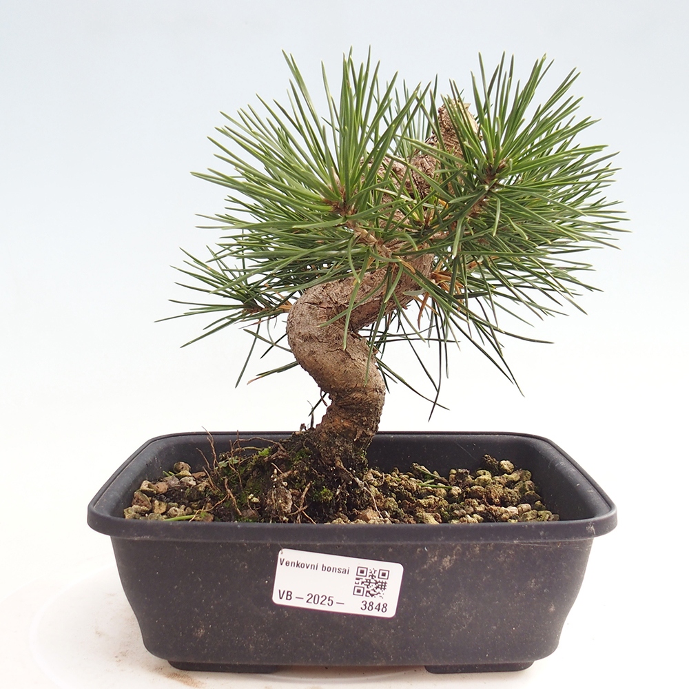 Outdoor bonsai - Pinus thunbergii - Thunberg pine