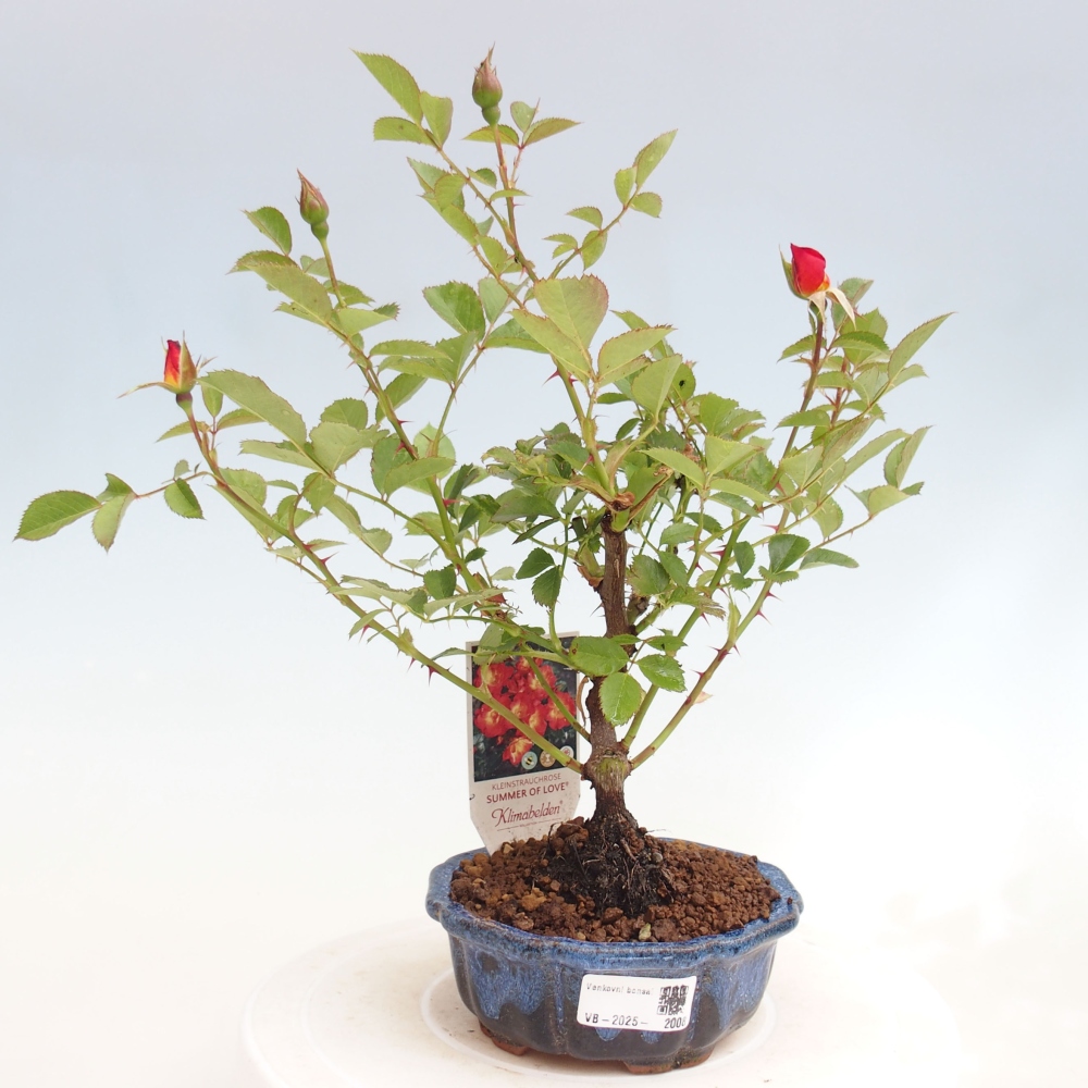 Outdoor bonsai - Rosa Kordes -  rose