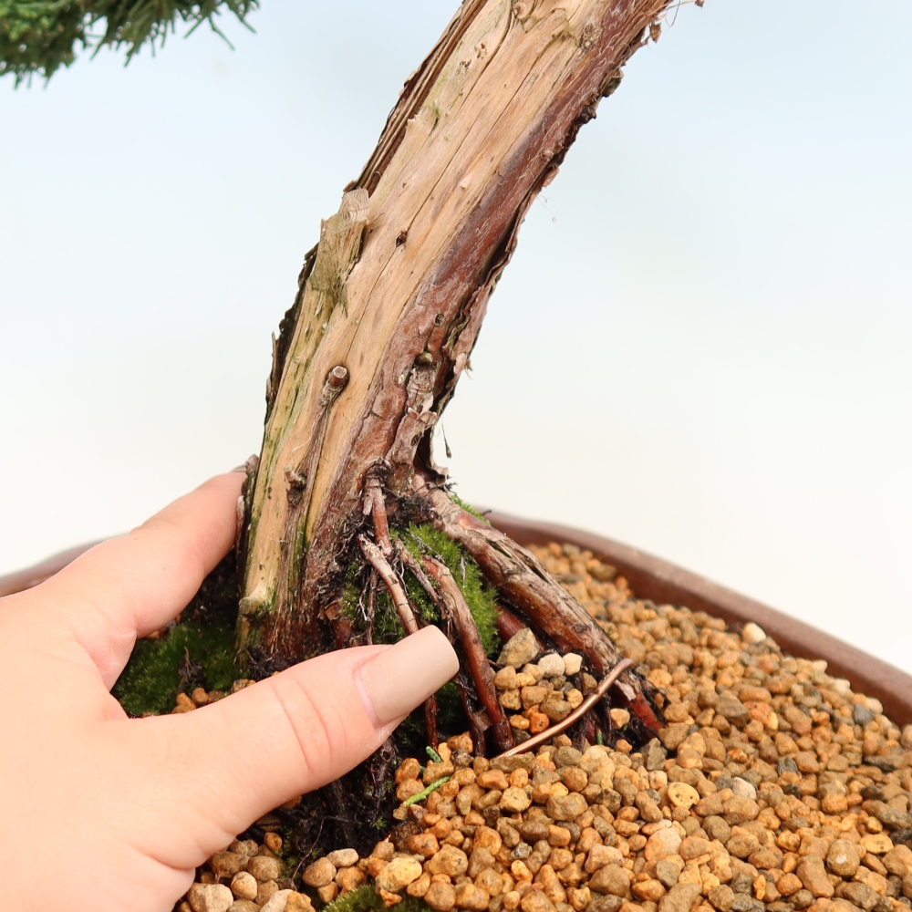 Outdoor bonsai - Juniperus chinensis Kishu