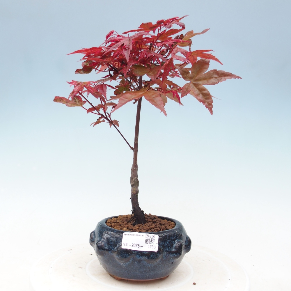 Outdoor bonsai - dlanitolistý Maple - Acer palmatum DESHOJO