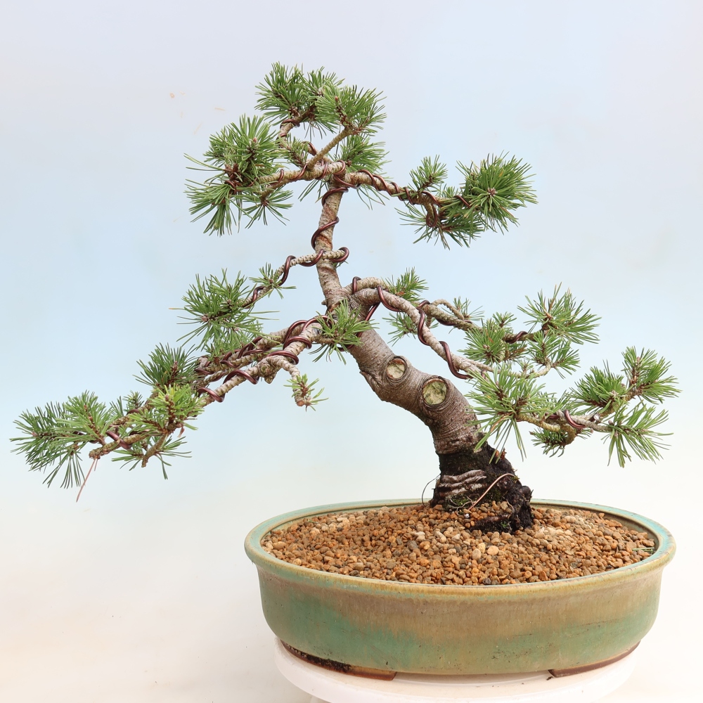Outdoor Bonsai - Pinus mugo Humpy  - Mountain Pine
