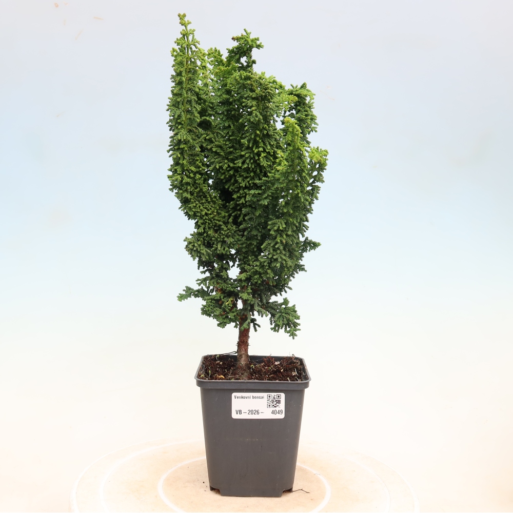 Outdoor bonsai - Cham. obtusa SEKKA HINOKI - Cypress
