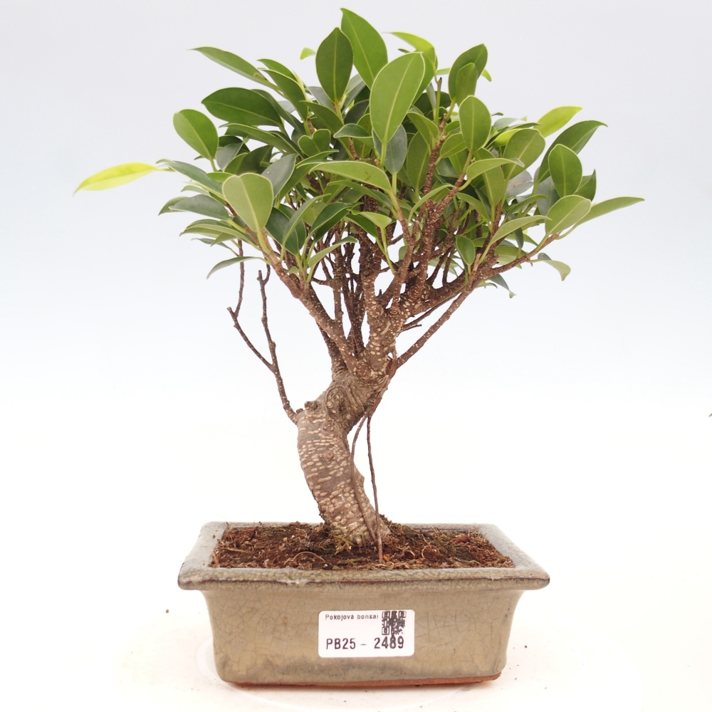 Indoor bonsai - Ficus retusa - small-leaved ficus