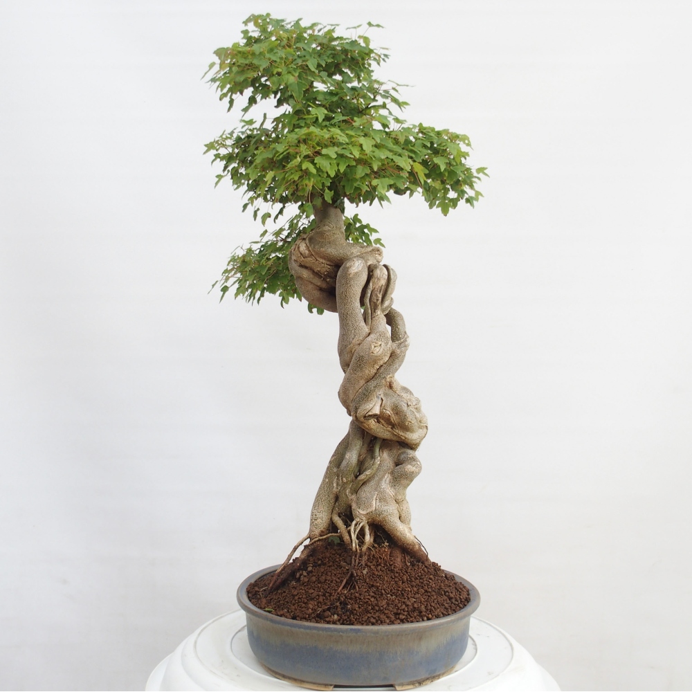Outdoor bonsai - Maple Buergerianum - Burger Maple