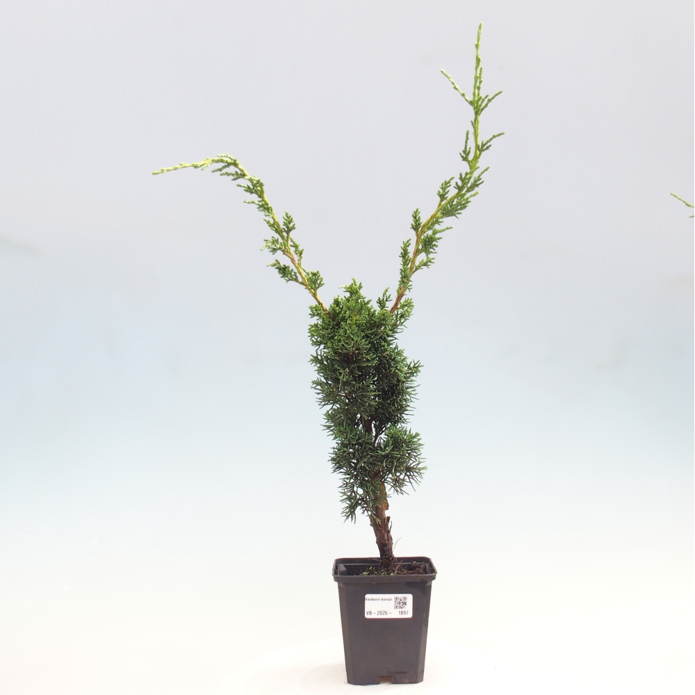 Outdoor bonsai - Juniperus chinensis Kishu
