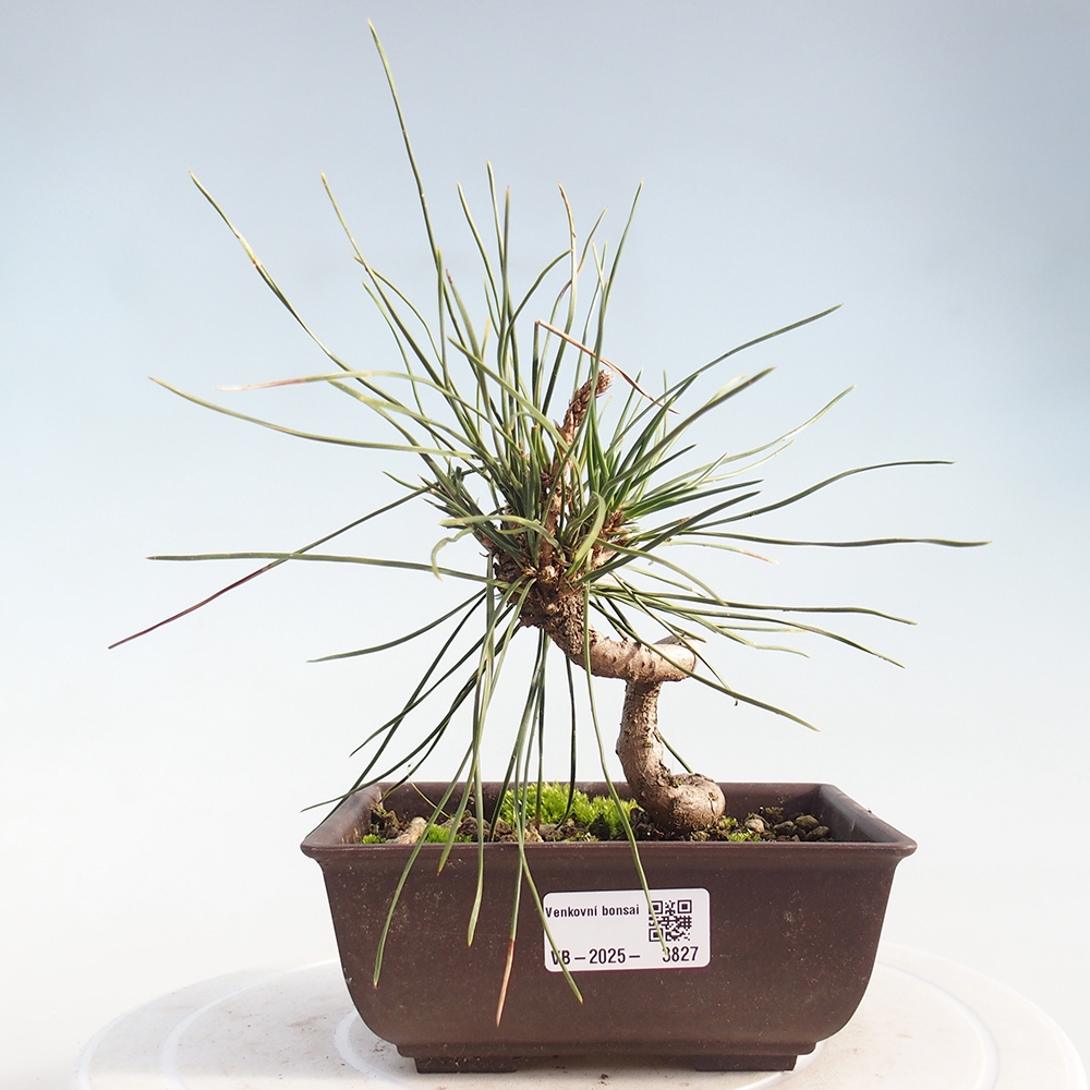 Outdoor bonsai - Pinus thunbergii - Thunberg pine