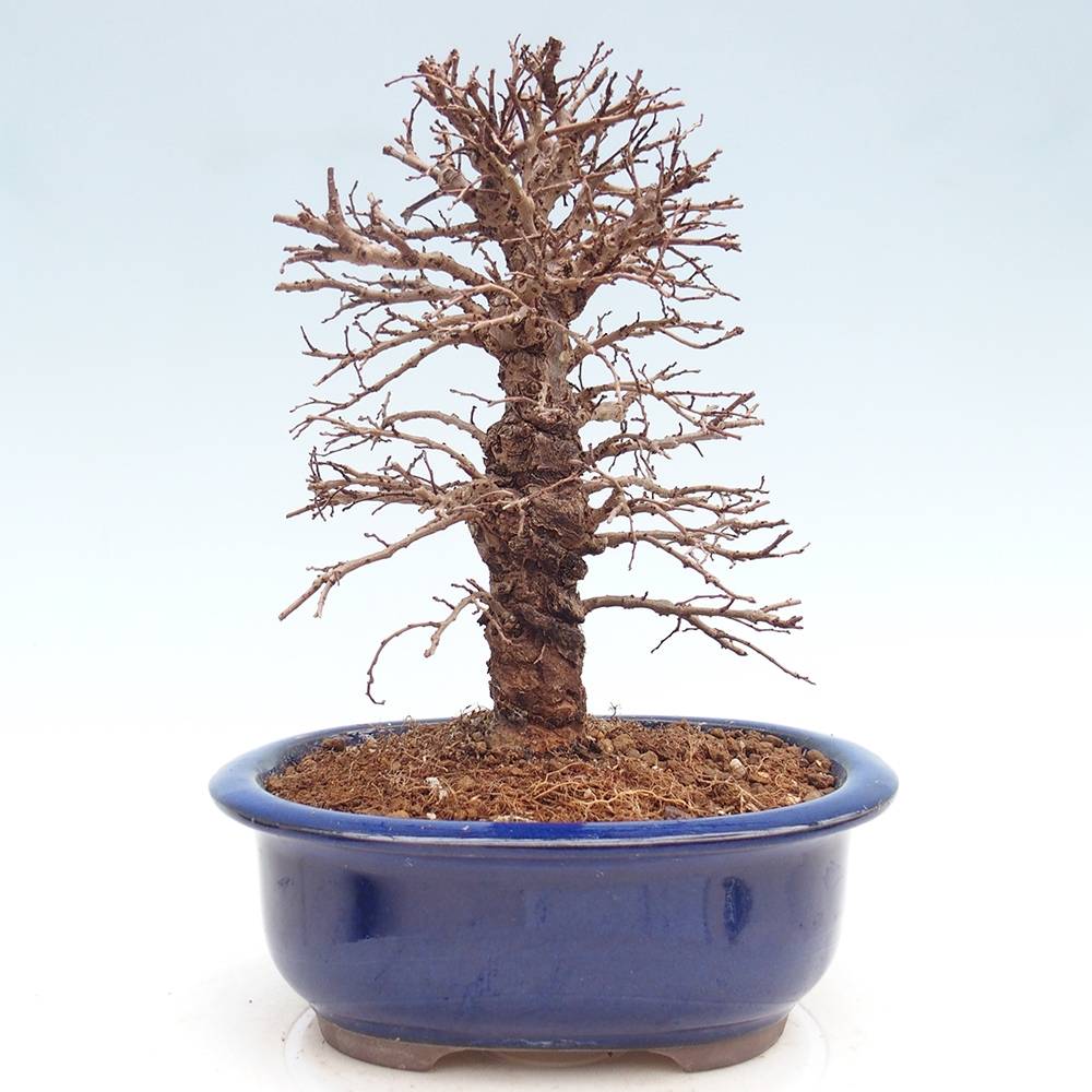 Outdoor bonsai - Zelkova - Zelkova NIRE