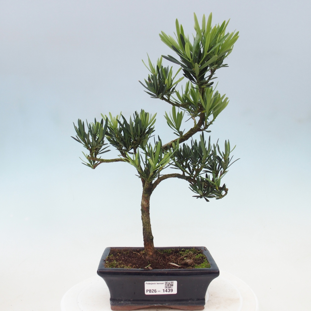 Room bonsai - Podocarpus - Stone Yew