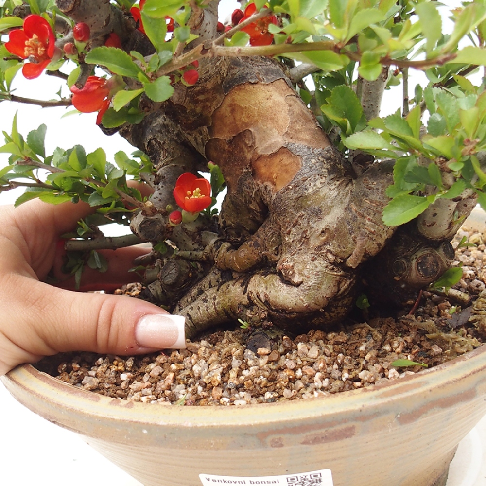 Outdoor bonsai - Chaneomeles speciosa - Quince