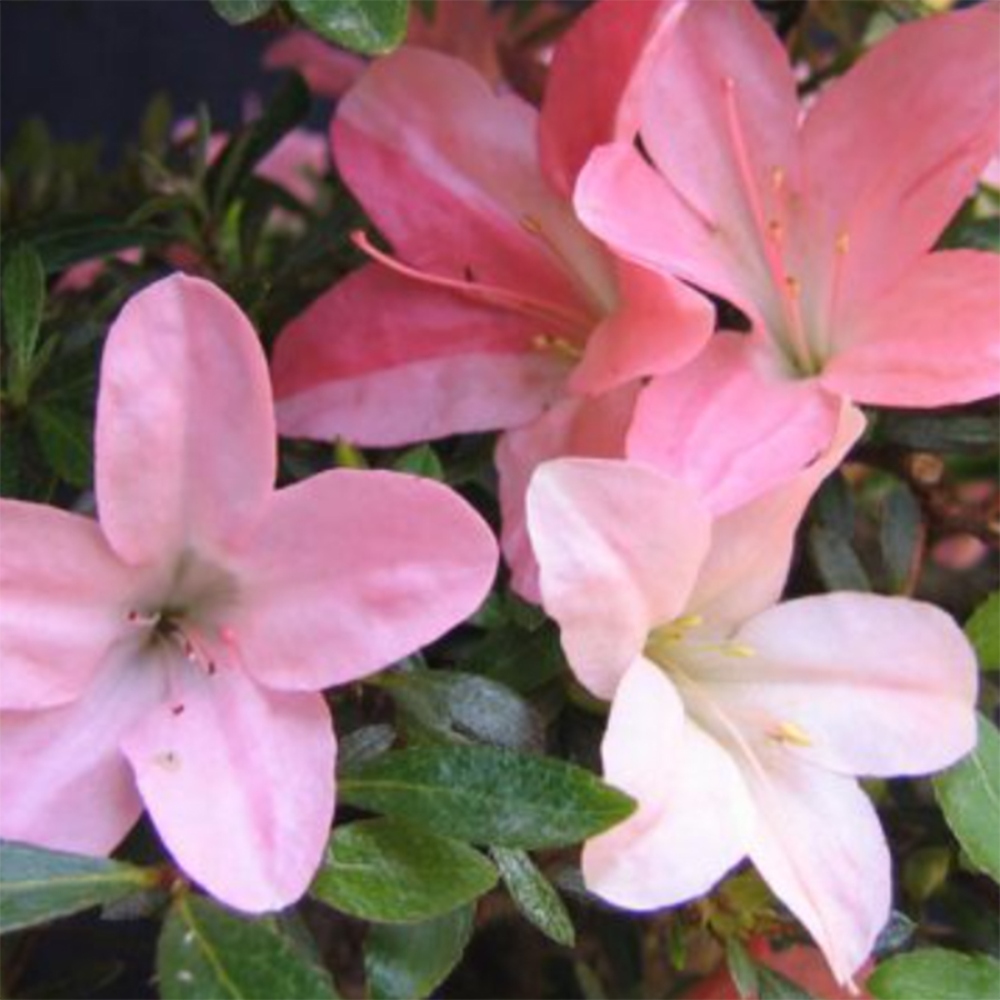Outdoor bonsai - Japanese Azalea - Azalea Nikko