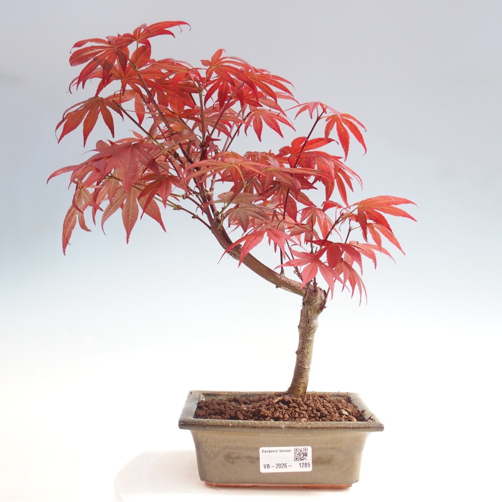 Outdoor bonsai - Acer palm. Atropurpureum-Javor palmate