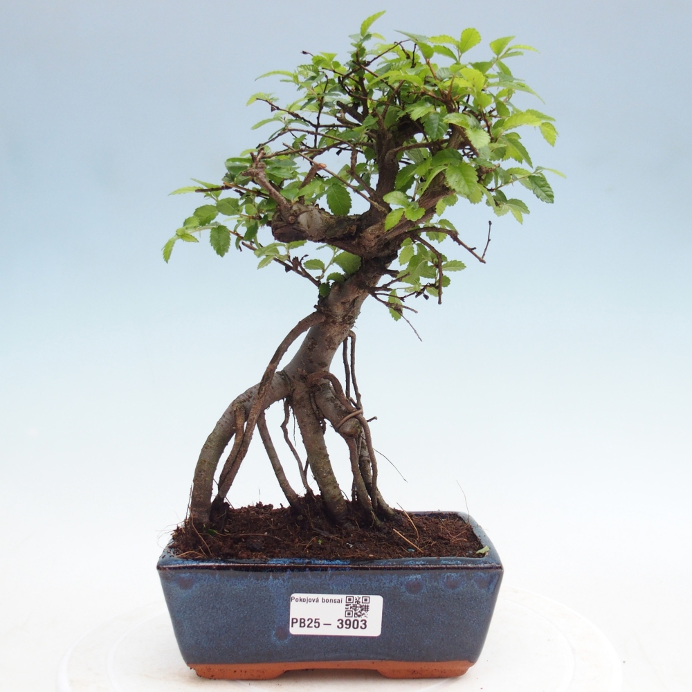 Room bonsai - Ulmus parvifolia - Small-leaved elm