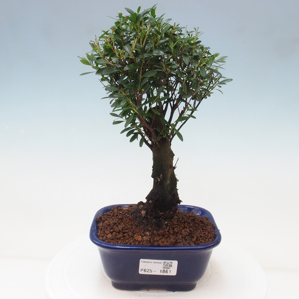 Room bonsai - Syzygium - Pimentovník