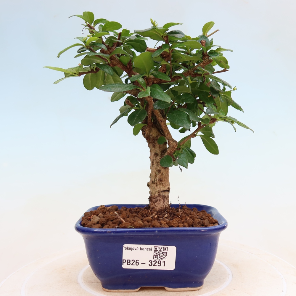 Room bonsai - Carmona macrophylla - Tea fuki