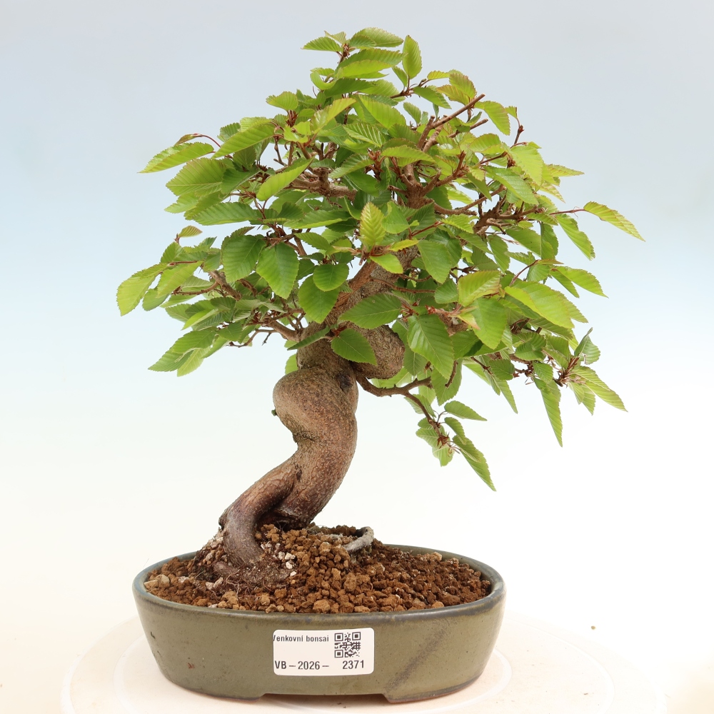 Outdoor bonsai -Carpinus coreana - Korean Hornbeam
