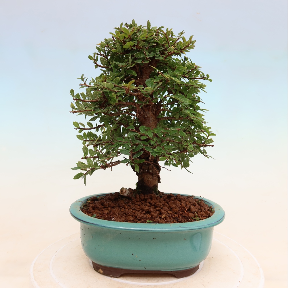 Outdoor bonsai - Zelkova - Zelkova NIRE