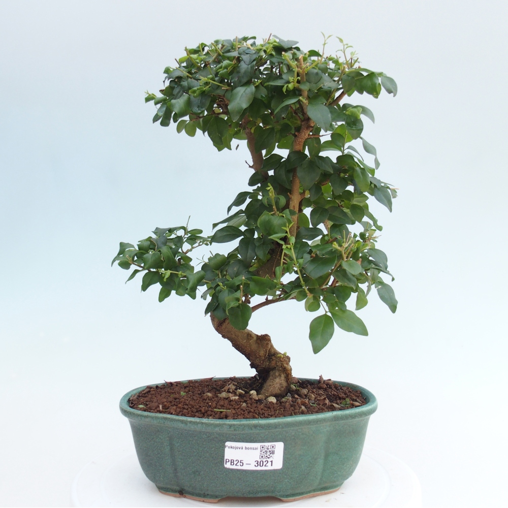 Indoor bonsai -Ligustrum chinensis - Bird's beak