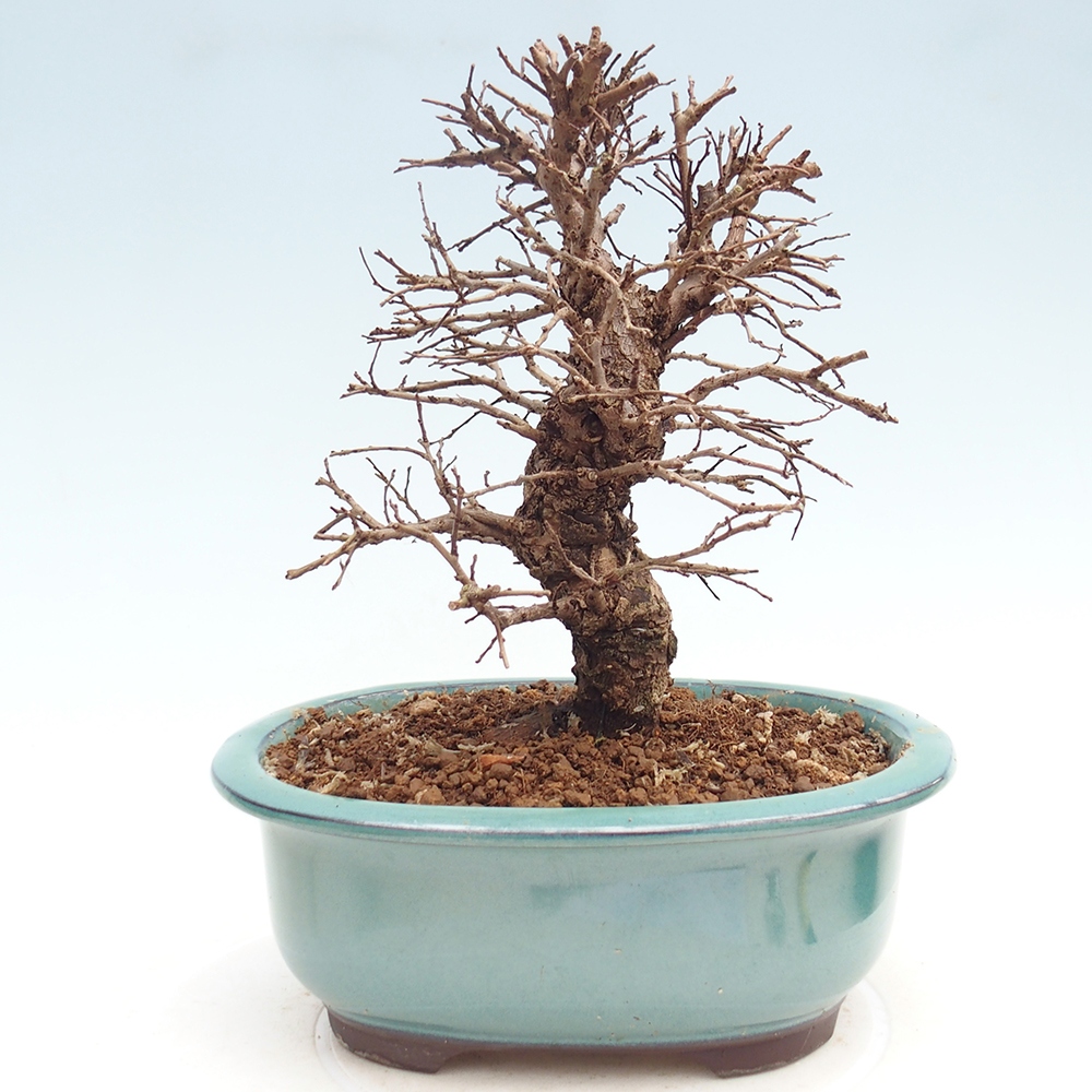 Outdoor bonsai - Zelkova - Zelkova NIRE