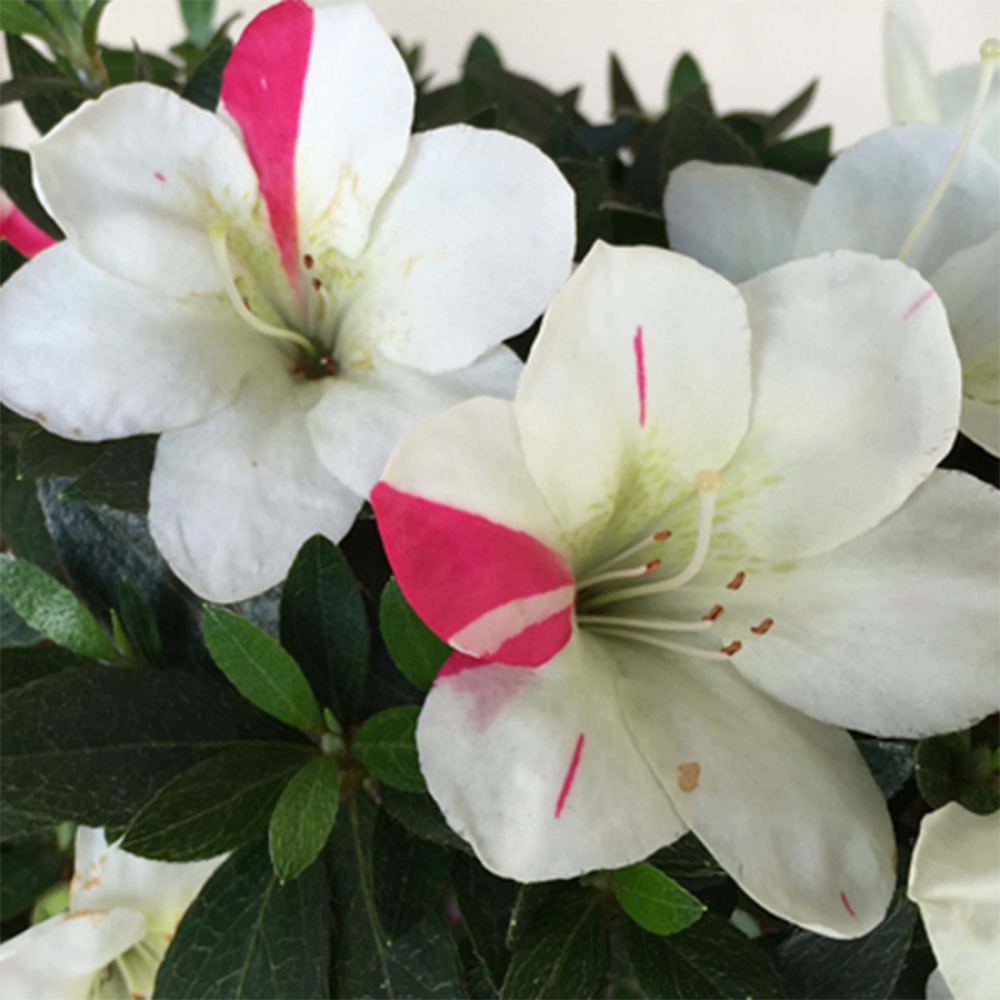 Outdoor bonsai - Japanese Azalea - Azalea Suigootome