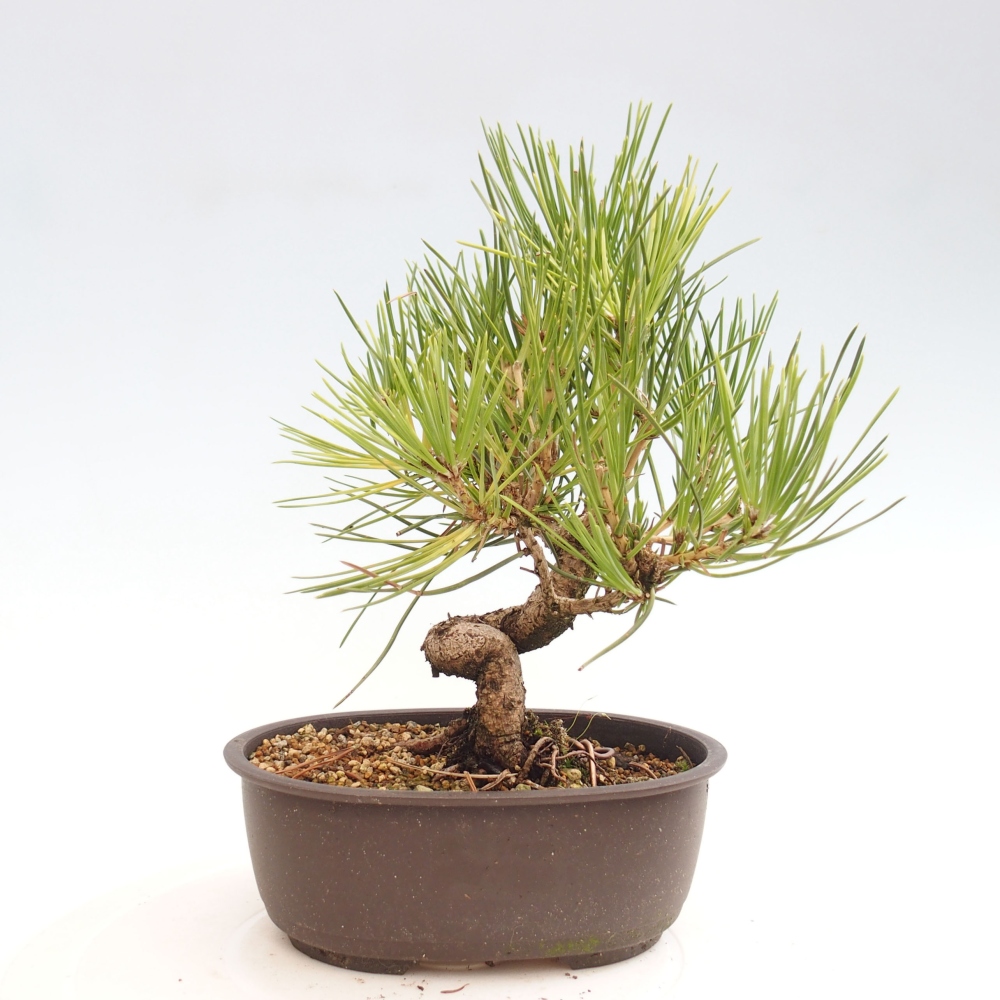 Outdoor bonsai - Pinus thunbergii - Thunbergia pine