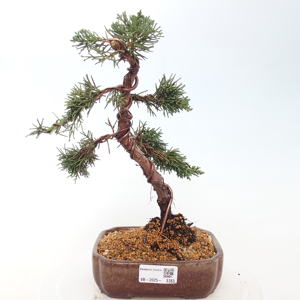 Outdoor bonsai - Juniperus chinensis Kishu
