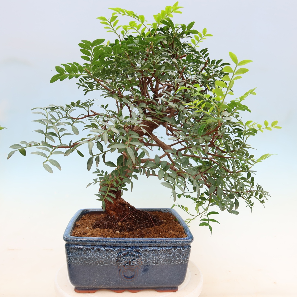Indoor Bonsai - Pistacia Lentiscus - Pistachio