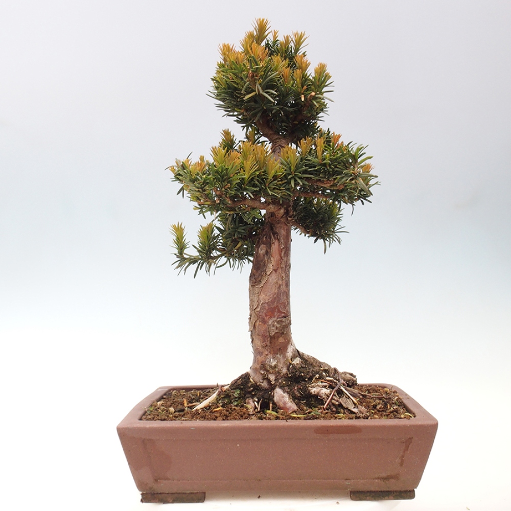 Outdoor bonsai - Taxus cuspidata - Japanese yew