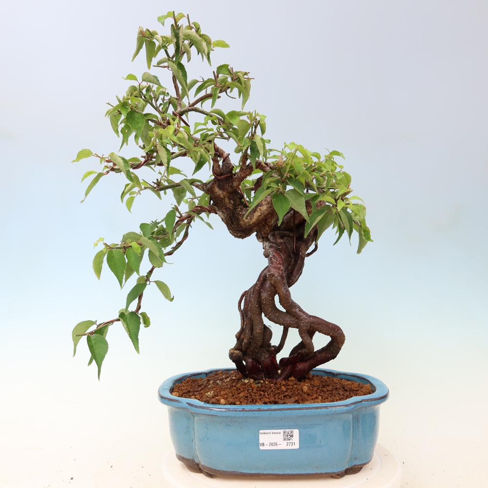 Outdoor Bonsai - Japanese Apricot - Prunus Mume