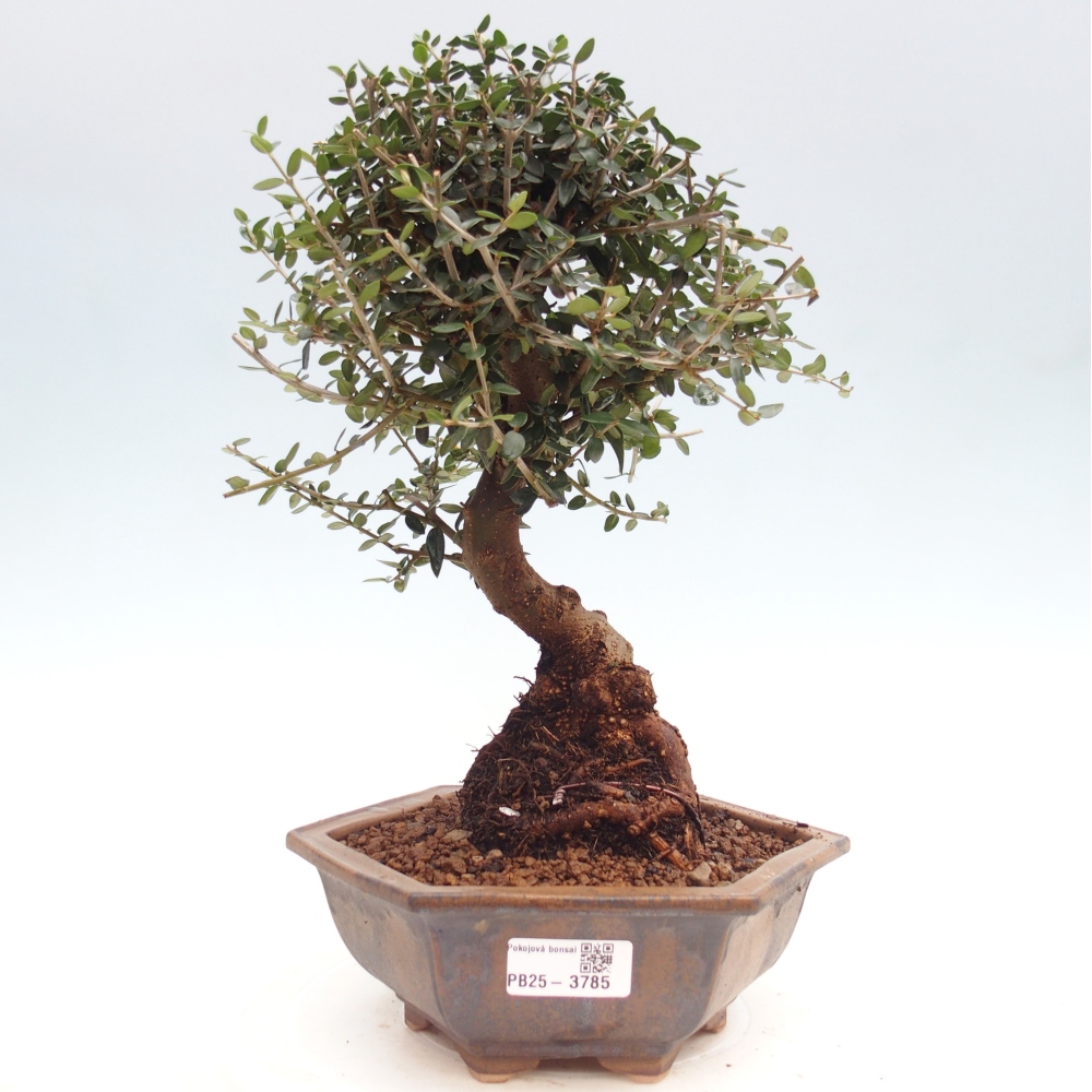Indoor bonsai - Olea europaea sylvestris