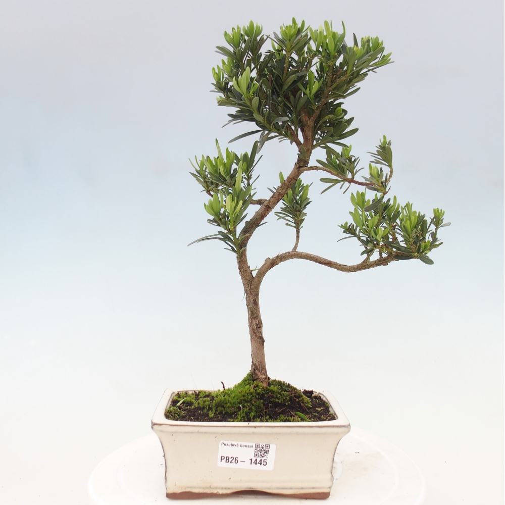 Room bonsai - Podocarpus - Stone Yew