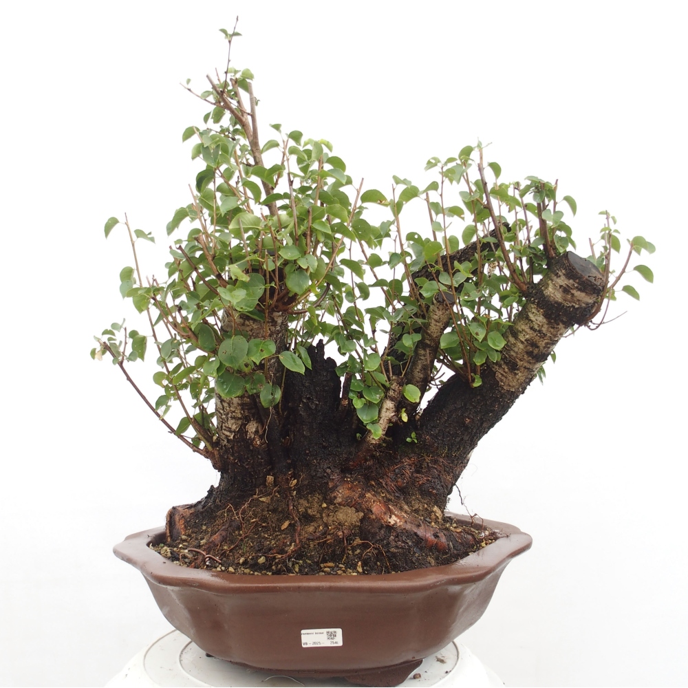 Outdoor bonsai - Mahalebka - Prunus mahaleb
