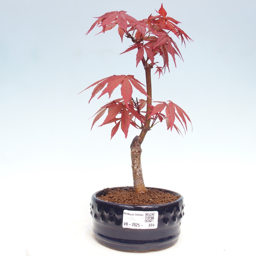 Outdoor bonsai - Acer palm. Atropurpureum-Palmleaf Maple