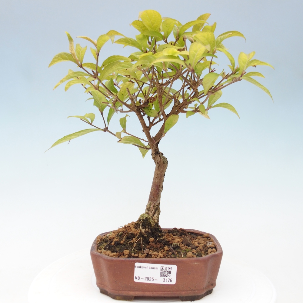 Outdoor bonsai - callicarpa jap Leucocarpa