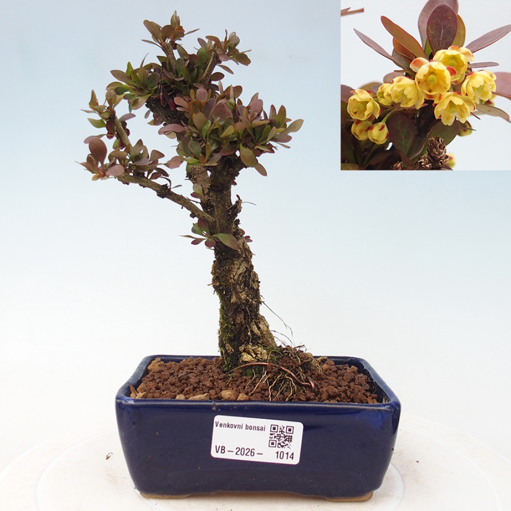 Outdoor bonsai - Berberis Thunbergii Bagatelle