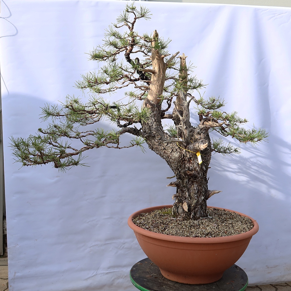 Pinus sylvestris Spain - Scots pine