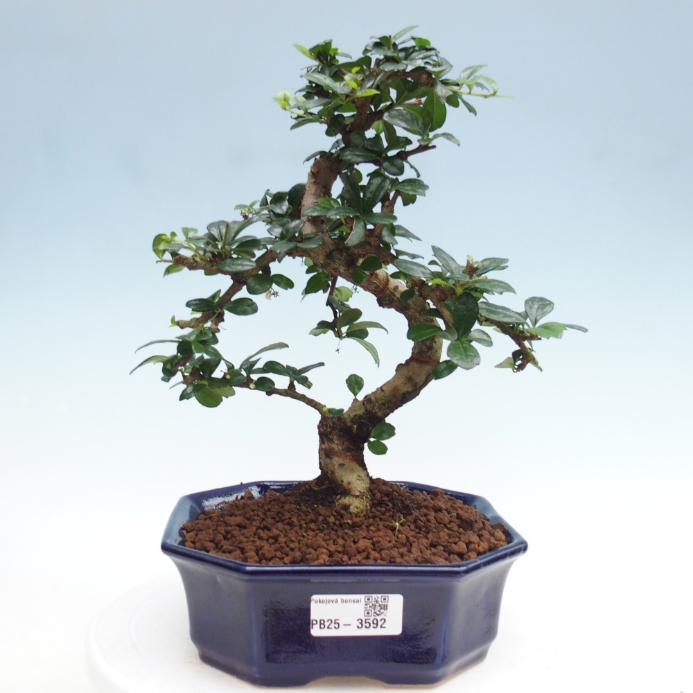 Room bonsai - Carmona macrophylla - Tea fuki