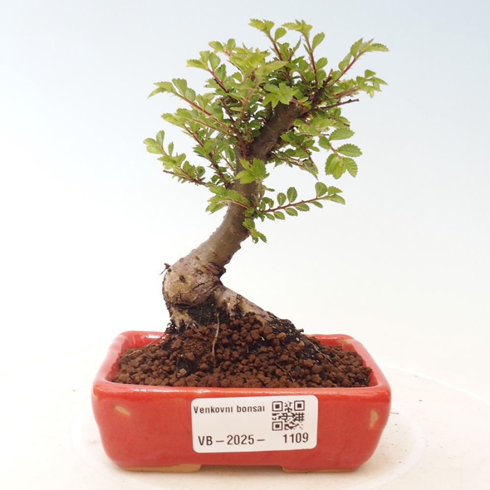 Outdoor bonsai - Ulmus parvifolia Sagei - Small-leaved elm