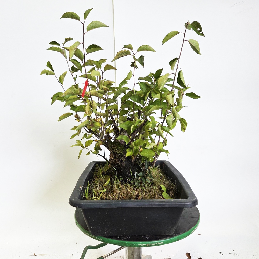 Outdoor bonsai Cherry - Prunus aviata